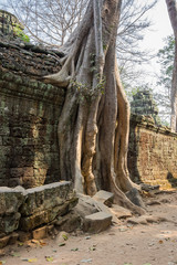 Obraz premium Ta Prohm temple