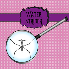 insect in magnifier.water strider. Gerridae. GERRIS LACUSTRIS Sketch of water stride. hand-drawnwater strider. Vector
