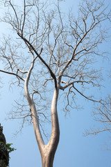 Crown of banyan tree