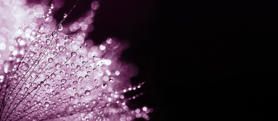 Purple nature banner - drops in a spring flower