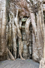 Ta Prohm temple