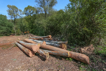 Cutted logs