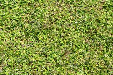 Green Leaves Covering Ground