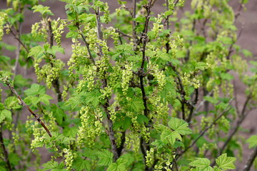 Naklejka premium The flowering currant Bush.