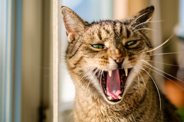 Katze gähnt, Maul weit offen