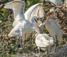 Great White Egret with Young