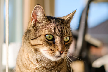 Katze beobachtet, blickt konzentriert nach rechts