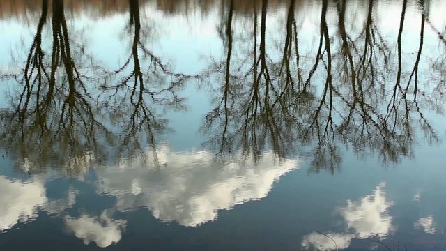 Deciduous trees without leaves reflecting in water with blue sky and white clouds in background