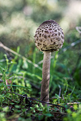 Macrolepiota Procera