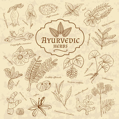 Retro illustration of Ayurvedic herbs. Set of web elements - 102536968