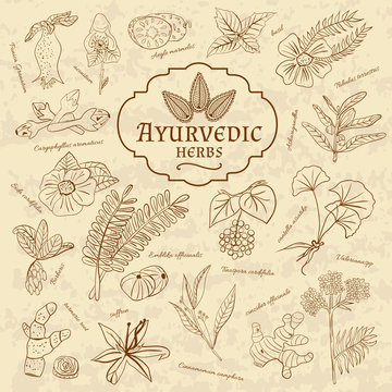 Retro illustration of Ayurvedic herbs. Set of web elements