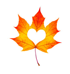Fall In Love Photo Metaphor. Red Maple Leaf With Heart Shaped is