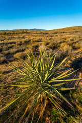 Arizona desert landscapes.