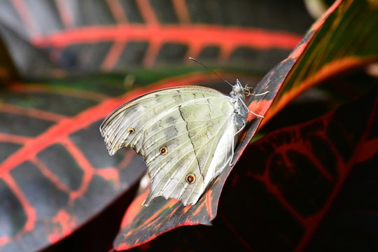 A Mother of Pearl butterfly from Africa lands in the gardens for a visit.