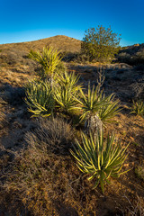 Arizona desert landscapes.