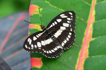 Common Sargeant butterfly from Africa arrives in the gardens