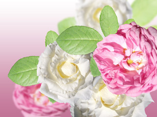 Rose flower. Isolated 