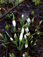 waterdrop on snowdrop