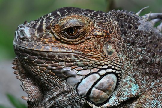 A close up portrait of an iguana