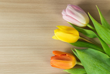 Three different colored tulips 
