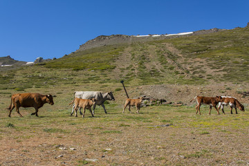 Vacas pastando en la sierra