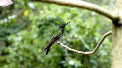 Kolibri in der WIldnis