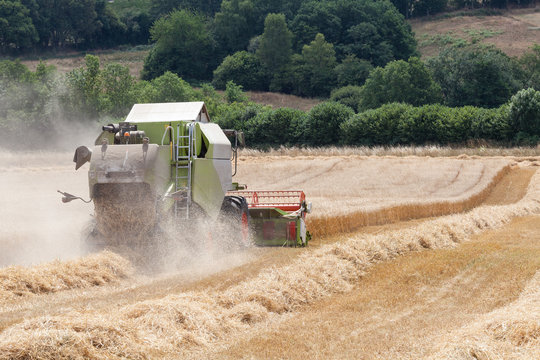 Combine harvester harvesting a field of ripe wheat viewed at an angle from behind showing the lines of chaff to be baled for livestock feed
