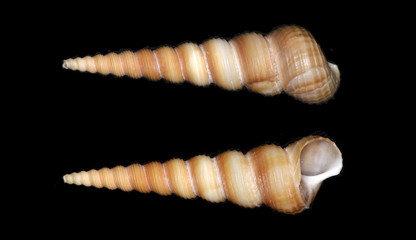 Turritella, a genus of marine gastropod mollusks in the family Turritellidae