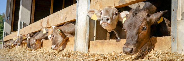 Bullenmast - junge Limousin Bullen beim Fressen, Banner