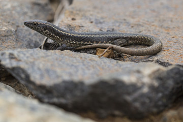Lagartixa-da-Madeira, Lacerta dugesii.