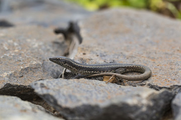 Lagartixa-da-Madeira, Lacerta dugesii.