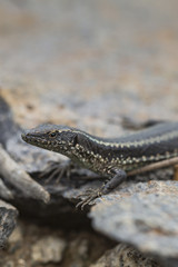 Lagartixa-da-Madeira, Lacerta dugesii.