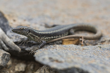 Lagartixa-da-Madeira, Lacerta dugesii.