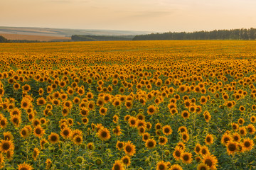 Sunflower field at sunny summer evening 