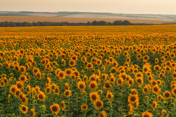 Fototapeta premium Sunflower field at sunny summer evening