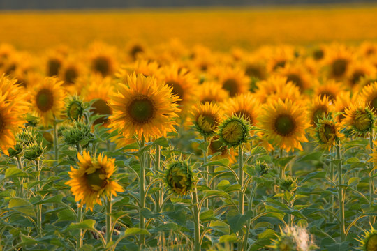 Sunflowers on field sunny summer evening