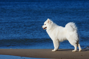 white Samoyed dog walks near the sea.