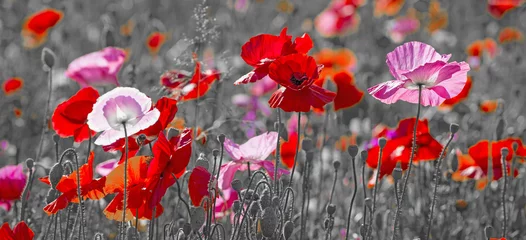 Photo sur Aluminium Coquelicots summer meadow with red poppies