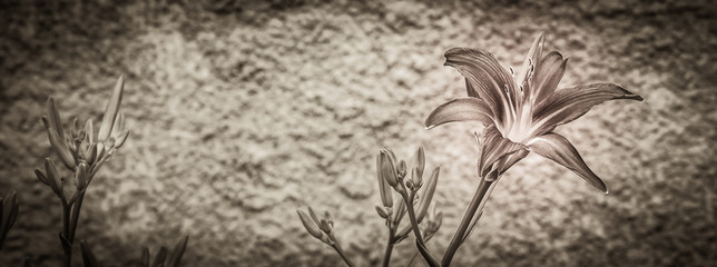 Black and white photography of abstract blossoming  Lily on stone background