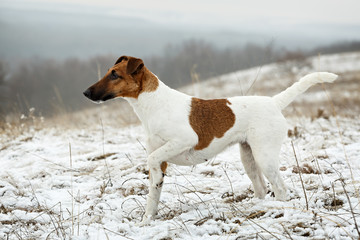 Smooth Fox Terrier standing in the rack on a flat snow surface. - obrazy, fototapety, plakaty