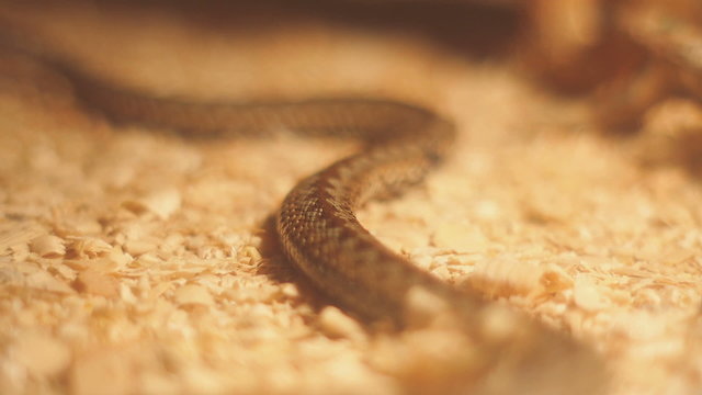 Close up shooting snake in the museum