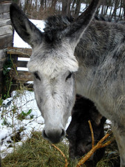 Grey Donkey 