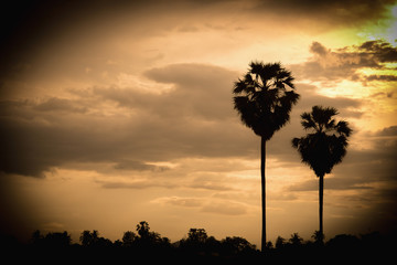 sugar palm with sunrise and  Silhouette and effect tone color