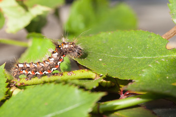 Caterpillar larva of the Knottgrass Moth with its bright warning colors and bristling setae foraging on rose leaves, side view close up in sunshine