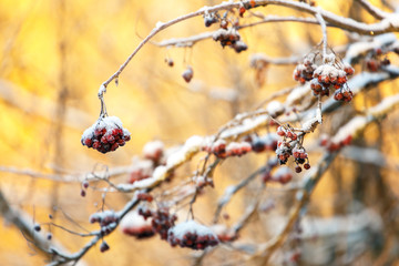 Frozen bunches of ashberries in winter