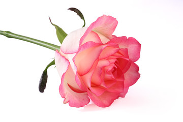 Rose blanche et rose