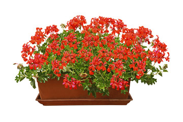 Jardinière de géranium lierre