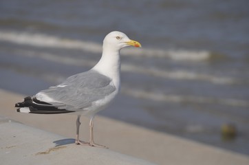 Seagull at sea