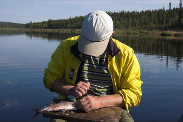 Fisherman scrape off scales of a freshly caught grayling. Kola Peninsula, Russia.