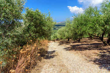 Fototapeta na wymiar Wild olive trees near the road on Crete island
